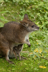 Bennett's wallaby Macropus or Notamacropus rufogriseus