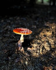 fly mushroom in forest