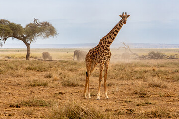 A Ugandan giraffe in Amboseli National Park, Kenya