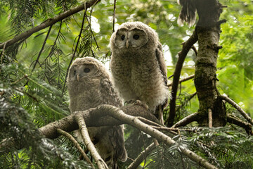 Close up great gray owl