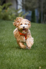 A male dog Maltipoo breed runs on green grass right toward the camera lens.