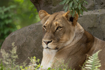 portrait of an adult beautiful lioness resting on a large stone.