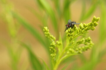 Fototapeta premium Muchówka na obiedzie.