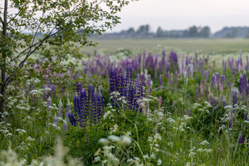 Obraz premium Lupine flowers in a foggy field during sunset in the Moscow region