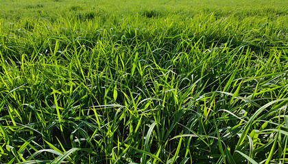 Fototapeta premium Vibrant green grass outdoors on sunny day