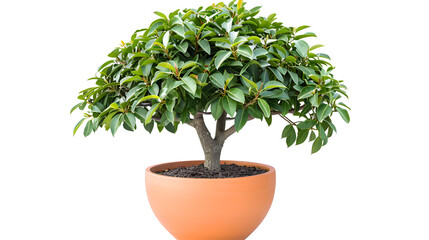 Obraz premium small topiary tree in pot insulated on white background ,a bonsai tree in a pot on a white background 