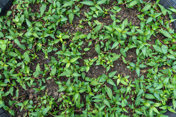Fresh green ivy leaves climb a wall, creating a natural, textured backdrop