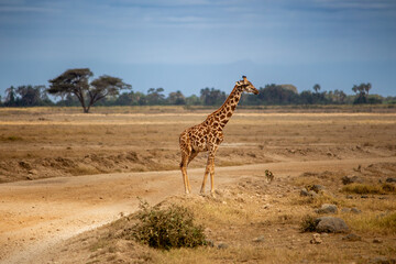A Ugandan giraffe in Amboseli National Park, Kenya