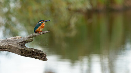 kingfisher perched on a branch overlooking a pond