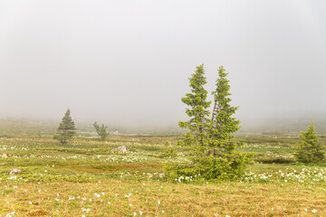 pine trees in the fog