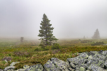 pine trees in the fog