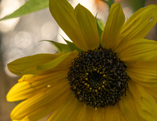 gros plan d'une fleur de tournesol, espéce géante muliflorale, avec un arrière plan artistique en bulle de bokeh blanches