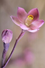 Salmon  Sun Orchid (Thelymitra rubra) flower and bud, South Australia