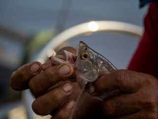 The teeth of the sabre-toothed tetra or biara (Rhaphiodon vulpinus). Taken on a side arm of the Amazon.