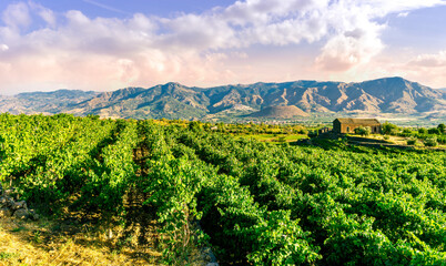 green rows of wineyard with grape on a winery during sunset with amazing mountains and clouds on background