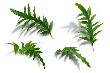 Boston green ferns are very green, with common sword fern leaves, offices or house decorations, green splits on a white background.