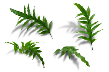 Boston green ferns are very green, with common sword fern leaves, offices or house decorations, green splits on a white background.