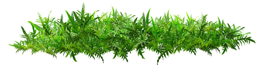 Boston green ferns are very green, with common sword fern leaves, offices or house decorations, green splits on a white background.