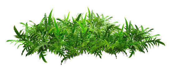 Boston green ferns are very green, with common sword fern leaves, offices or house decorations, green splits on a white background. © Saharattaphum