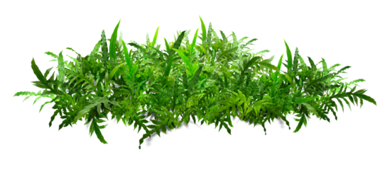 Boston green ferns are very green, with common sword fern leaves, offices or house decorations, green splits on a white background.