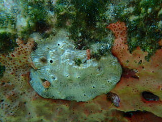 Atypical stinker sponge (Sarcotragus fasciculatus) undersea, Aegean Sea, Greece, Syros island, Azolimnos beach