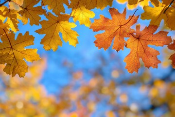 Obraz premium Fallen Leaves Season Background