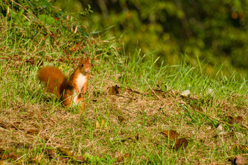 Eurasian red squirrel standing in the grass on a sunny autumn day