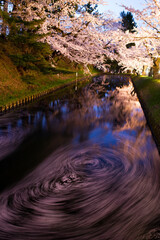 日本、青森、弘前公園の夜桜