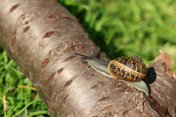 Snail crawling on a log in the garden. Shallow depth of field.