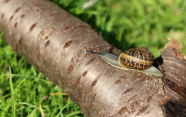 Snail crawling on a log in the garden. Shallow depth of field.