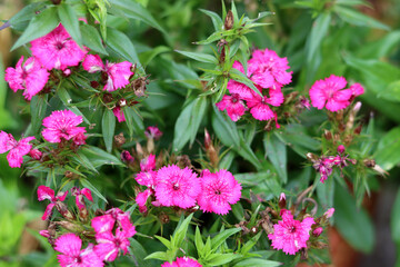 Beautiful pink carnations flowers in the garden. Shallow depth of field.