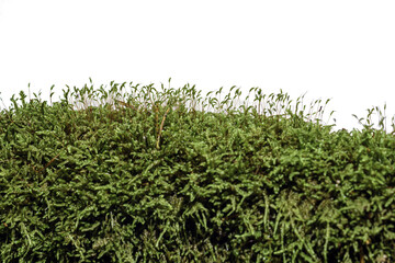 Fototapeta premium green moss