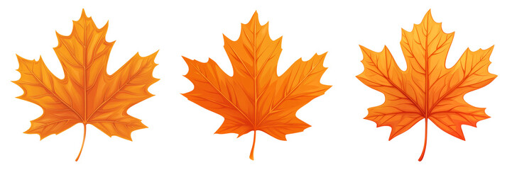 Obraz premium Top view autumn maple leaf isolated on transparent PNG background ideal for nature-themed illustrations or seasonal visuals