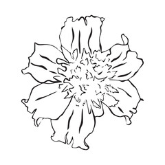 Cute marigold flower in linear style on white background. Design for postcard