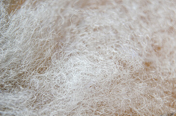 Close up of white cotton suitable for wallpaper design