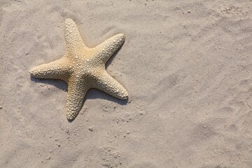 Starfish in top view on the beach. Summer vacation concept.