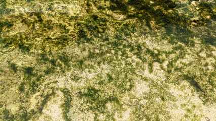 Abstract green pattern of algae on a rock