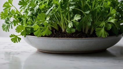 Close-up of parsley on a wooden table