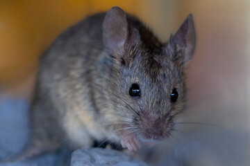 Eine Hausmaus in der Frontale