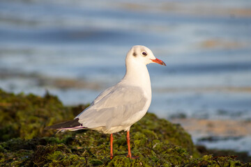 seagull on the beach
