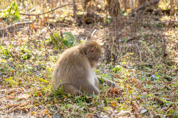 上高地のニホンザル　長野県松本市安曇中部山岳国立公園