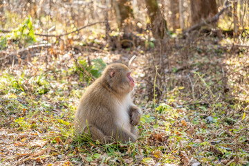 上高地のニホンザル　長野県松本市安曇中部山岳国立公園