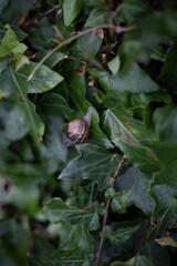 A small snail camouflaged among lush green leaves, its shell blending seamlessly with the surrounding foliage