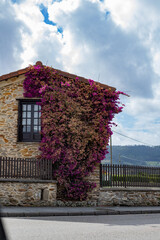 A charming stone house adorned with vibrant purple flowers cascades down its facade, creating a stunning contrast against the clear blue sky. The lush greenery in the background adds to the idyllic sc