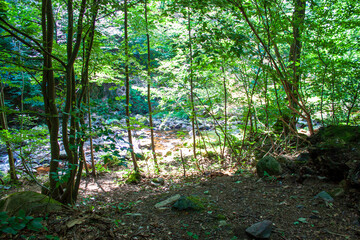 Ausblick vom Wanderweg im Ilsetal, Harz Sommer 2024