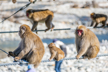 Obraz premium 上高地 ニホンザルの親子 長野県松本市安曇中部山岳国立公園