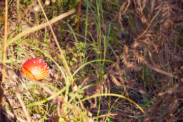 Muchomor czerwony, Amanita muscaria (L.) Lam.