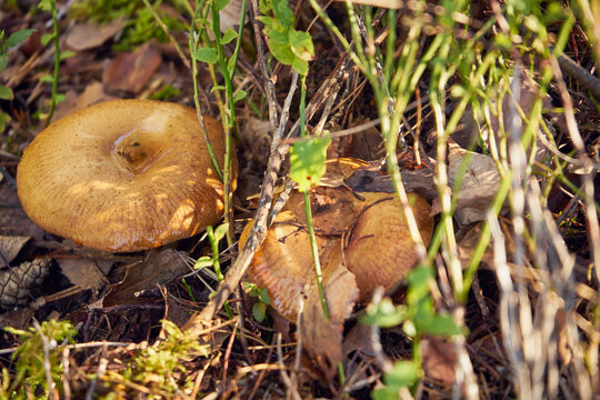Maślak sitarz, Suillus bovinus (L.) Roussel