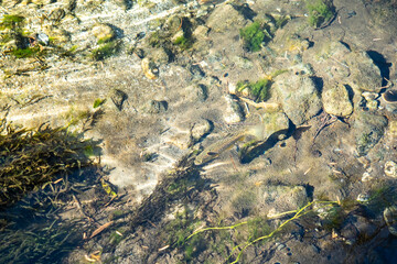 上高地 梓川を泳ぐイワナ 長野県松本市安曇中部山岳国立公園