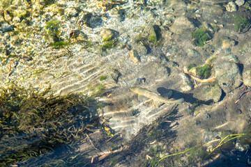 上高地 梓川を泳ぐイワナ　長野県松本市安曇中部山岳国立公園